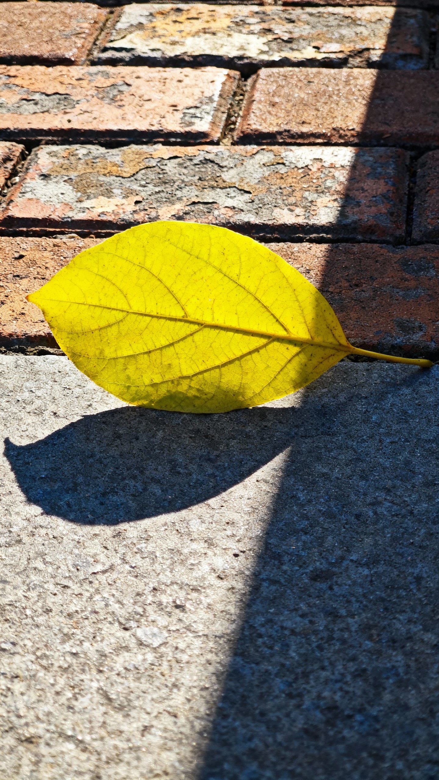 Neon-yellow leaf on gray pavement, sharp sunlight casting long shadow, brick pattern background